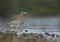 Tricolored Heron hunting fish