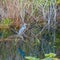 Tricolored heron and its reflection.Big Cypress National Preserve.Florida.USA
