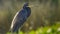 Tricolored heron looking for what\'s for breakfest in Florida, US