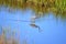 The Tricolored Heron is a non-stop hunter among marsh water birds