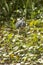 Tricolored heron with an orange fish in its bill