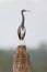 Tricolored Heron perched on a palm tree stump - Florida