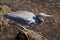 Tricolored Heron searching for food