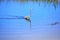 The Tricolored Heron sees the splash and heads for the area filled with fish