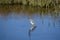 Tricolored Heron stays busy fishing in the shallow pond next to the river