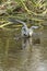 Tricolored heron striking at a fish in a Florida swamp.