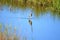 The Tricolored Heron uses its long neck to get a better view of what`s taking place in the water around him