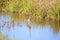 The Tricolored Heron wades across the shallow marsh waterway looking for prey