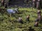 Tricolored Heron Wading with Duckweed and Trash