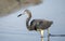 Tricolored Heron wading in tidal salt marsh