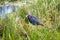 Tricolored Heron in weeds
