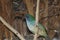 Tricolored Parrot Finch