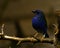 The Tricolored Parrotfinch, Erythrura tricolor is a species of estrildid finch