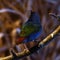 The Tricolored Parrotfinch, Erythrura tricolor is a species of estrildid finch