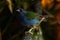 The Tricolored Parrotfinch, Erythrura tricolor is a species of estrildid finch