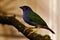The Tricolored Parrotfinch, Erythrura tricolor is a species of estrildid finch