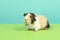 Tricolour guinea pig on a green and blue background