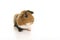 Tricolour guinea pig seen from the front on a white background