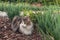 tricolour longhair tabby cat sitting on bark mulch in ornamental garden