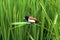 Tricoloured munia on branch, Lonchura malacca, Kolhapur, Maharashtra