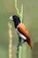 Tricoloured munia with his Breakfast