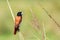 Tricoloured munia Lonchura malacca