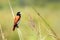 Tricoloured munia Lonchura malacca