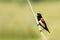 Tricoloured munia Lonchura malacca