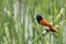 Tricoloured munia Lonchura malacca