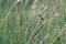 Tricoloured munia Lonchura malacca observed in the wetlands near Virar