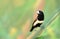 Tricoloured munia posing from reed