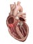 The tricuspid valve