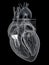 The tricuspid valve