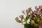 Tricyrtis Flower on White backgrond