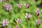 Tricyrtis formosana flowers
