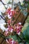 Tricyrtis Formosana with gorgeous spotted marks blooms in the heat of summer