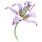 Tricyrtis hirta floral botanical flower. Watercolor background illustration set. Isolated lily illustration element.