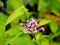 Tricyrtis hirta (hairy toad lily)