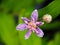 Tricyrtis hirta (hairy toad lily)