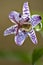 Tricyrtis hirta, Japanese toad lily