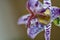 Tricyrtis hirta, Japanese toad lily, closeup