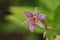 Tricyrtis hirta `Masamunei`