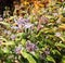 Tricyrtis stolonifera in the autumn flower bed