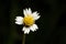 Tridax Daisy