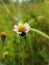 tridax daisy flower with a natural background