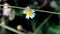 Tridax daisy or songgolangit flower