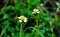 Tridax Procumbens, grass flowers herb growing up in the garden at home looks fresh and beautiful.