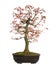 Trident Maple bonsai tree, Acer buergerianum, isolated