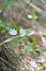 Trientalis europaea. Arctic starflower.