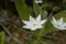 Trientalis europaea flower